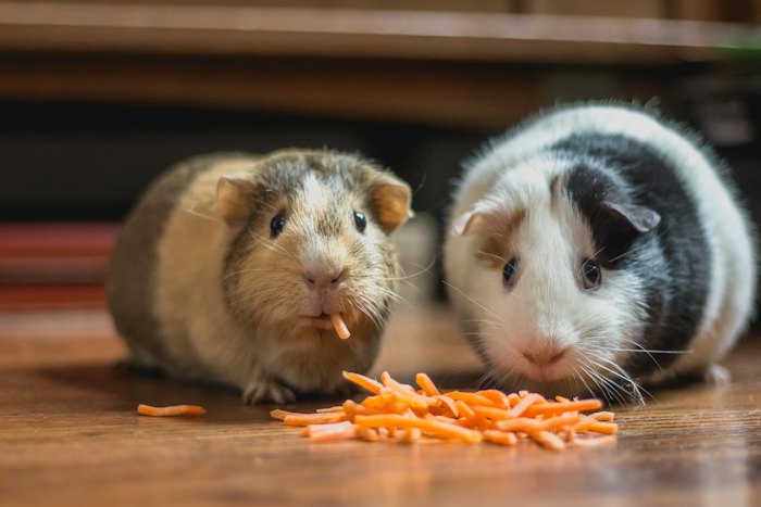 Pequeños animales