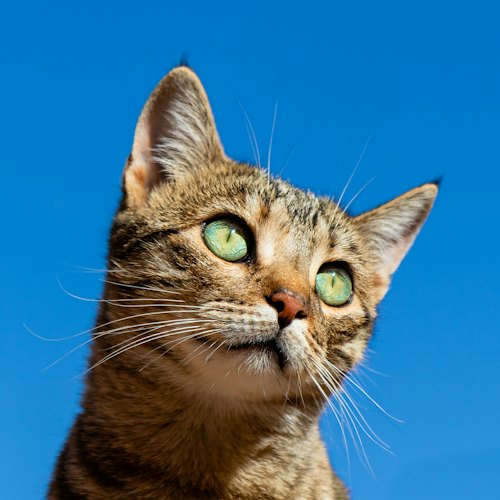 Gatos