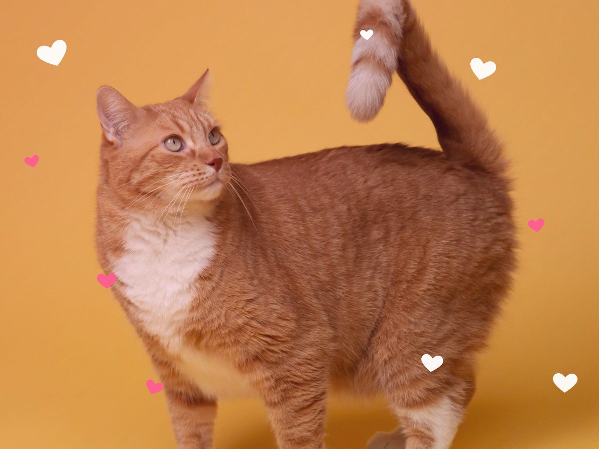 Pack de amor para gatos