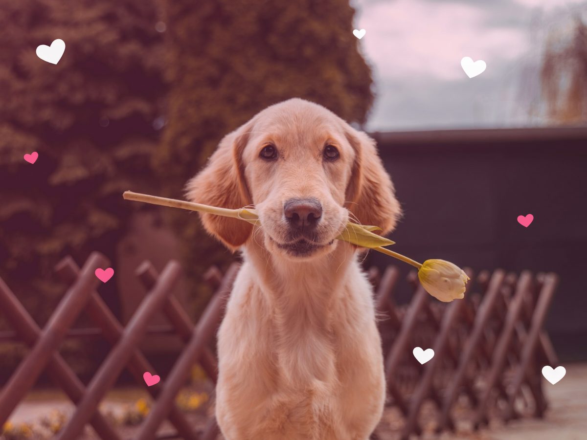 Pack de amor para perros