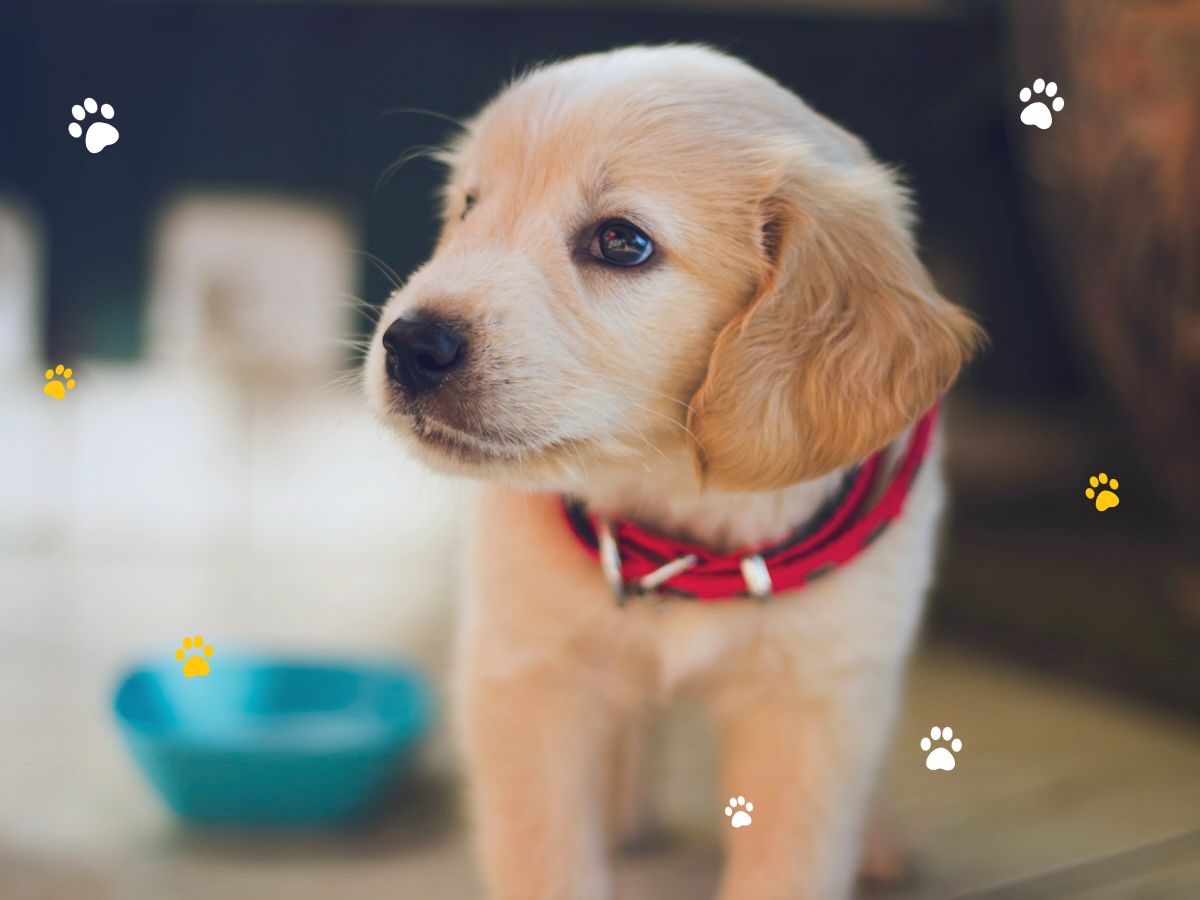 Bienvenido a casa, cachorro
