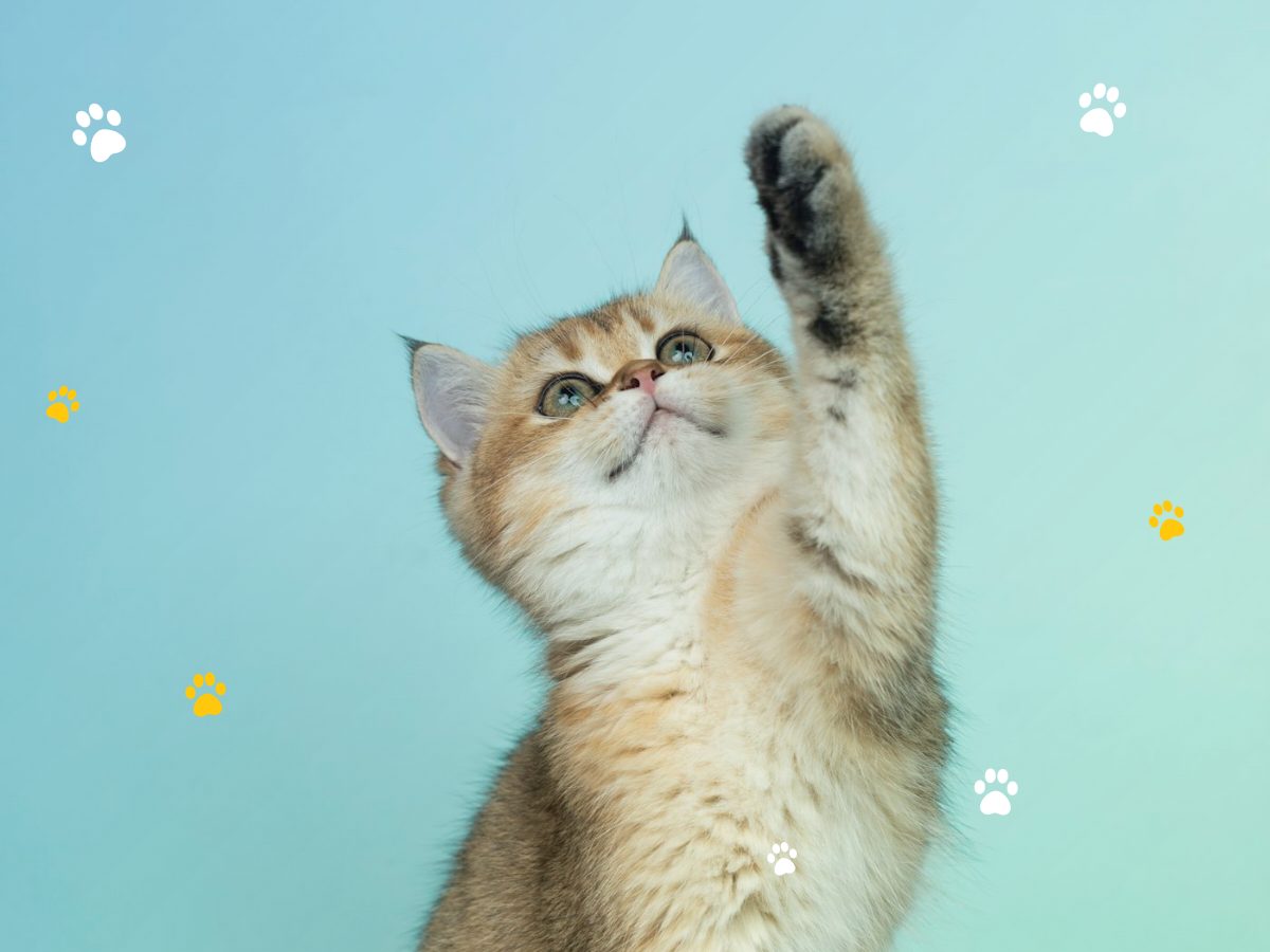 Bienvenido a casa, gatito