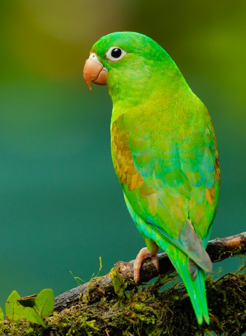 Pájaros