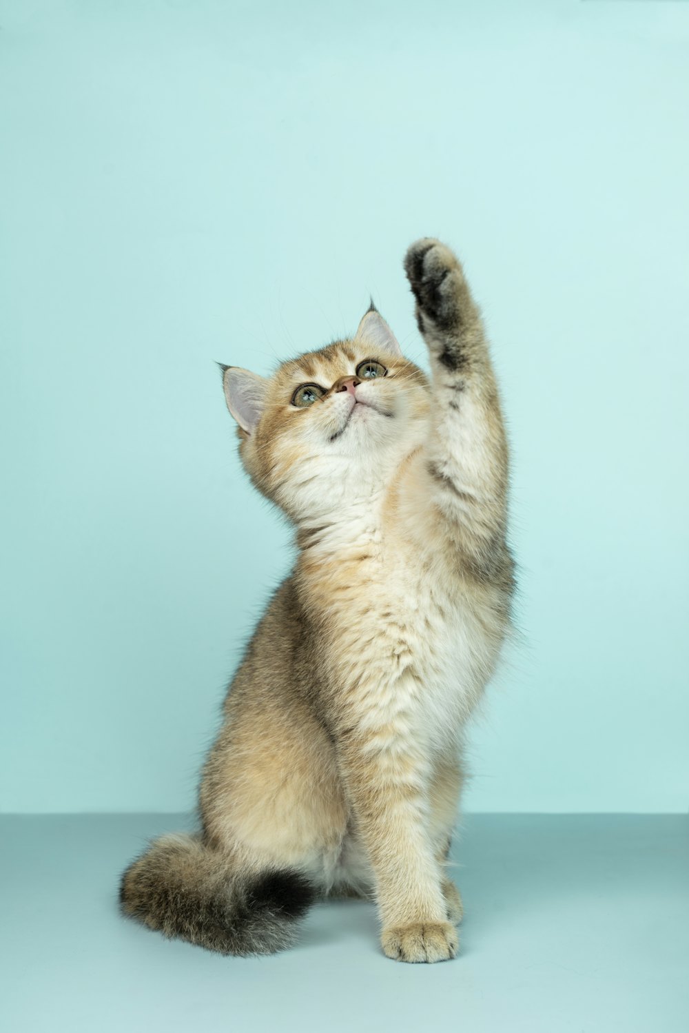 Gatito jugando