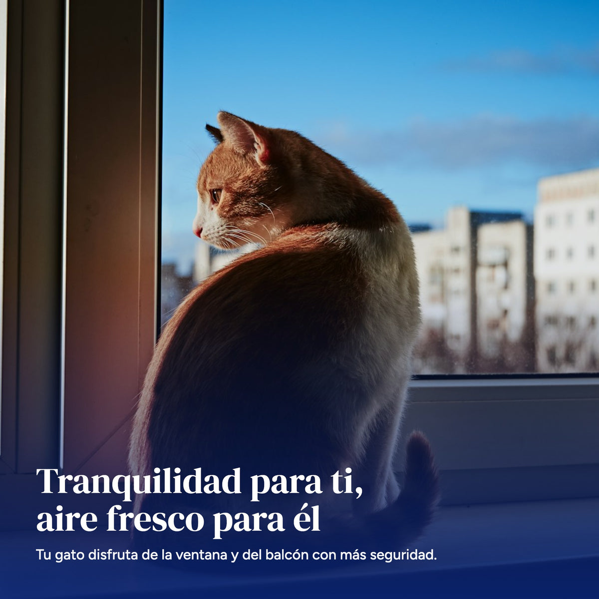 Gato disfrutando de la ventana con más seguridad