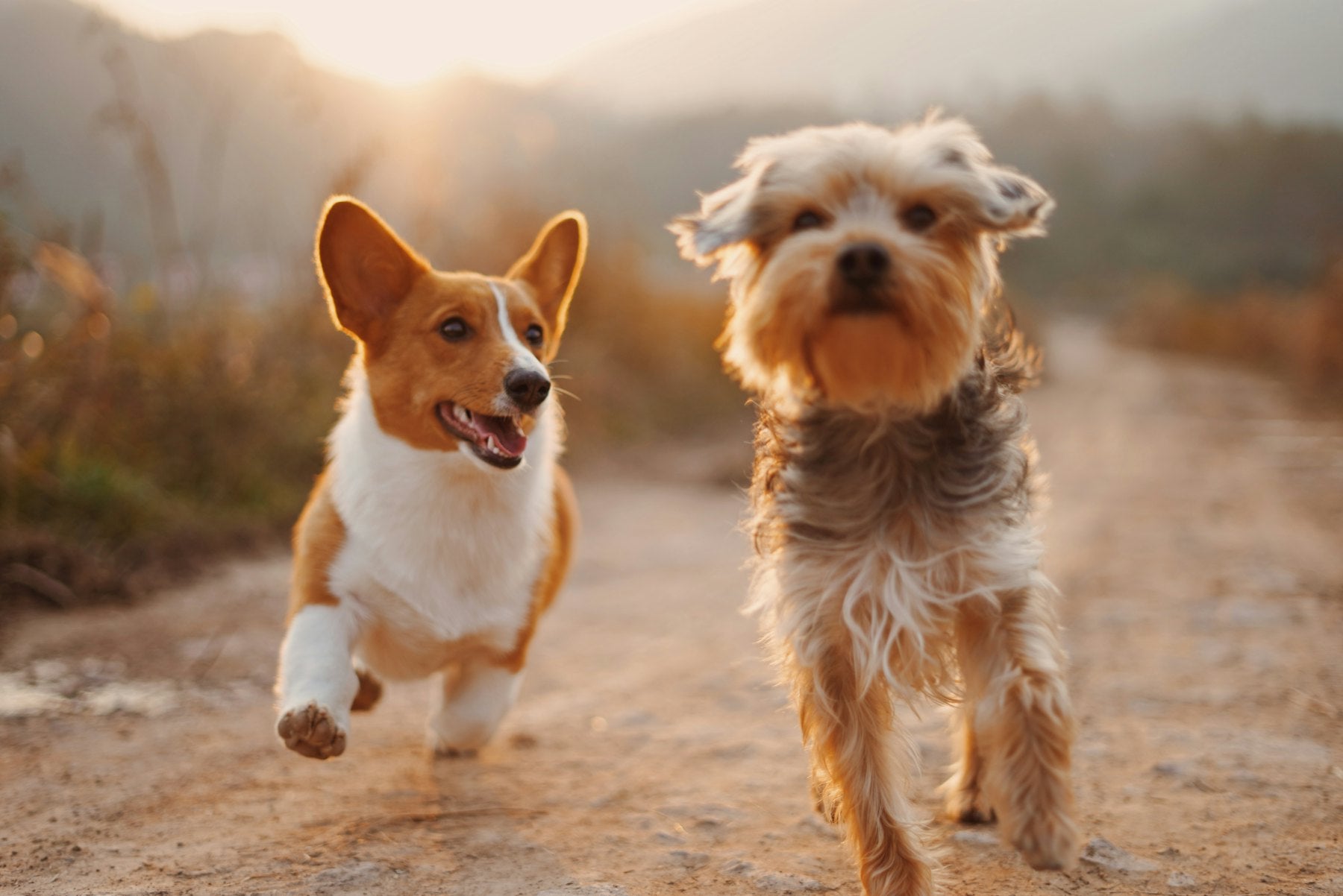Perros